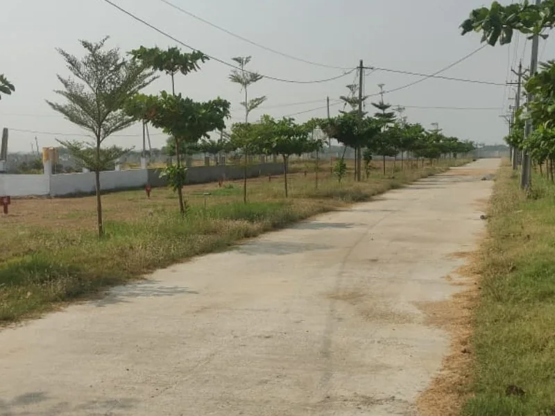 Mature avenue plantation along Sai Paadam-1 internal roads