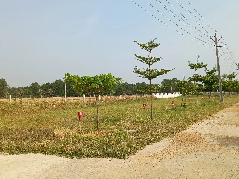Avenue Tree Plantation Along Plot Frontages